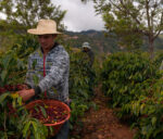 Farmers,Harvesting,Coffee,In,Coffee,Plantations,Of,Guatemala.